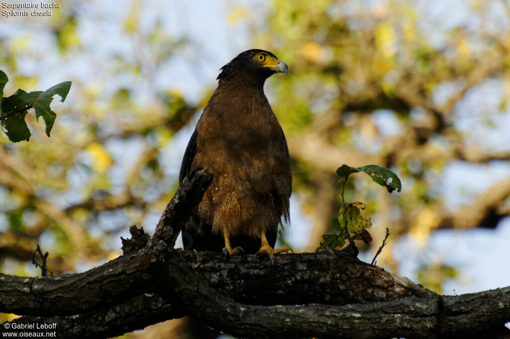 Crested Serpent Eagle