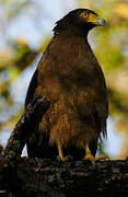 Crested Serpent Eagle