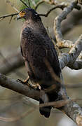 Crested Serpent Eagle