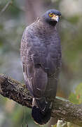 Crested Serpent Eagle