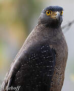 Crested Serpent Eagle