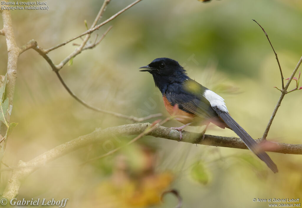 White-rumped Shama