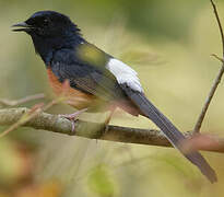 White-rumped Shama