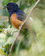 White-rumped Shama