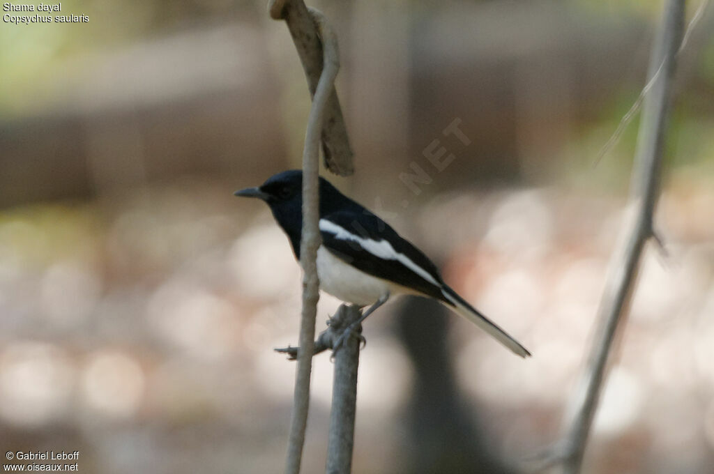 Oriental Magpie-Robin