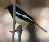 Oriental Magpie-Robin