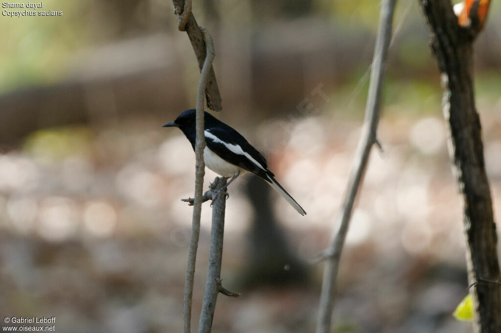 Oriental Magpie-Robin