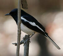 Oriental Magpie-Robin