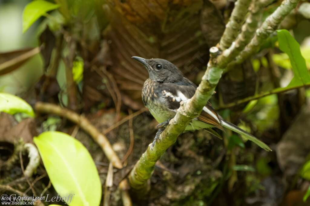 Oriental Magpie-Robin female immature