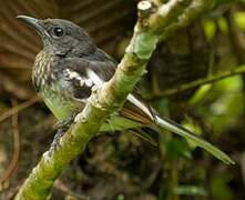 Oriental Magpie-Robin