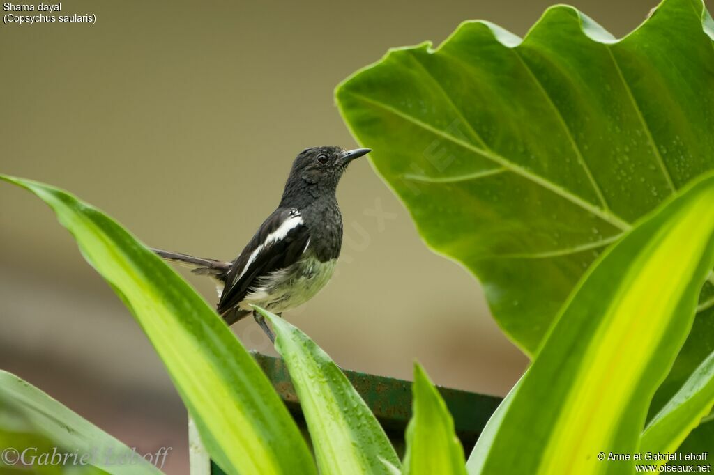 Oriental Magpie-Robin male