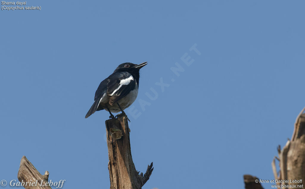 Oriental Magpie-Robin male