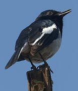 Oriental Magpie-Robin