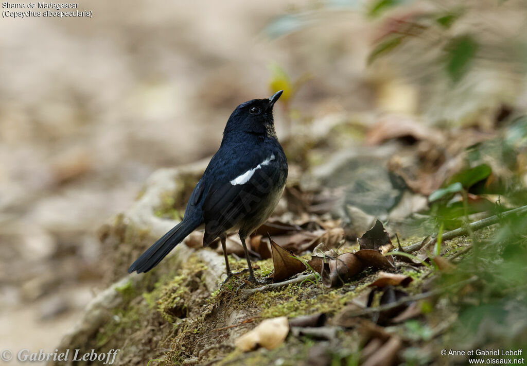 Shama de Madagascar