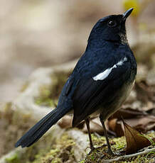 Shama de Madagascar