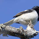 Shama de Madagascar