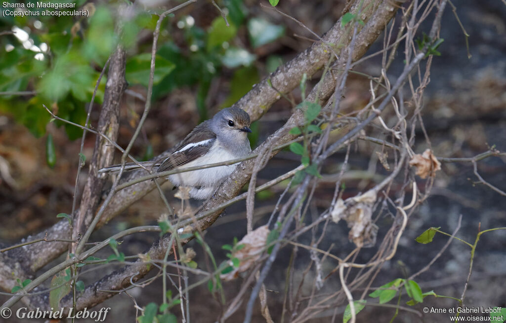 Madagascan Magpie-Robin female