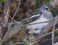 Madagascan Magpie-Robin