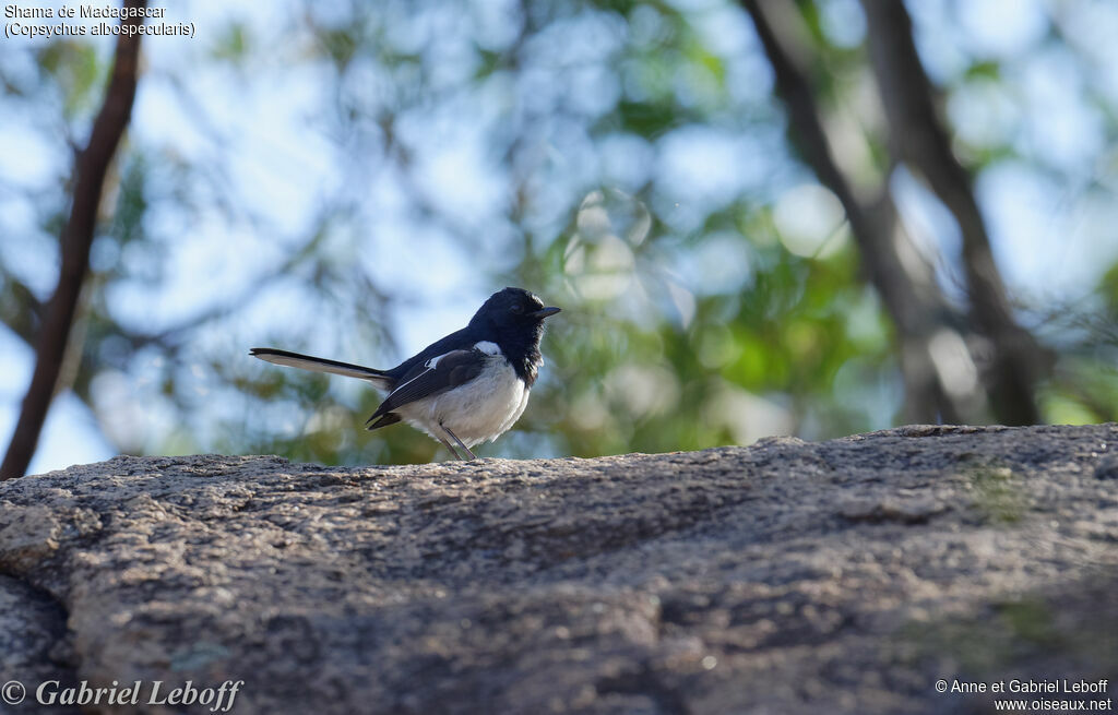 Madagascar Magpie-Robin male