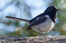 Madagascar Magpie-Robin