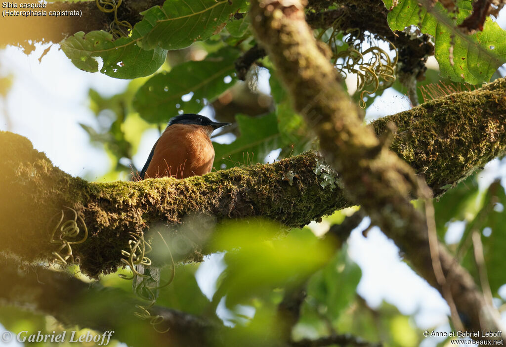 Rufous Sibia