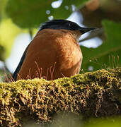 Rufous Sibia