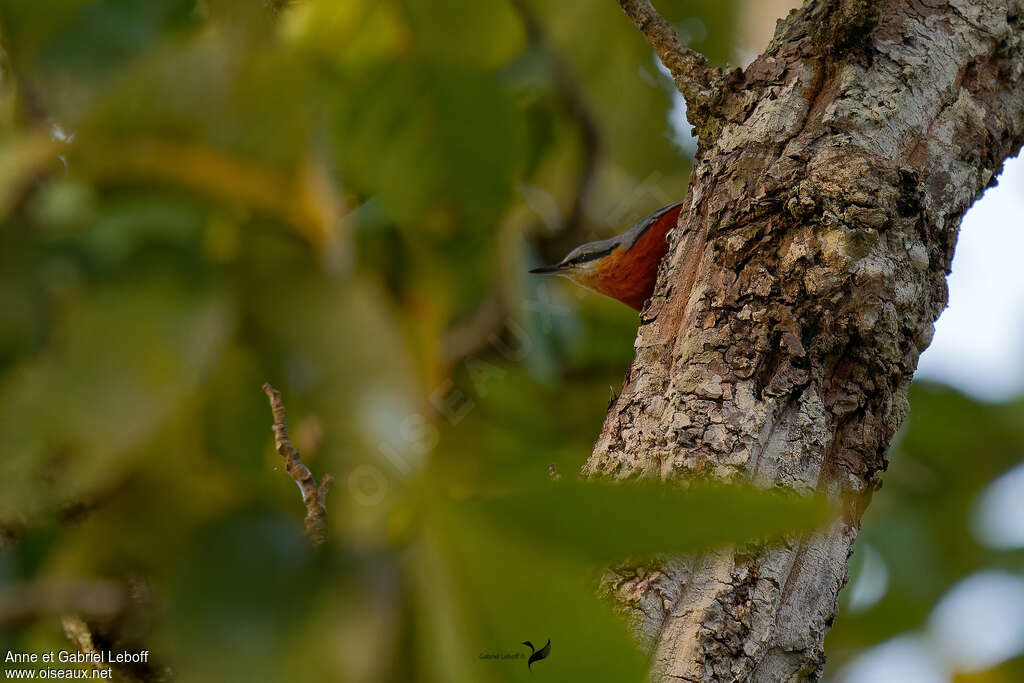 Burmese Nuthatch