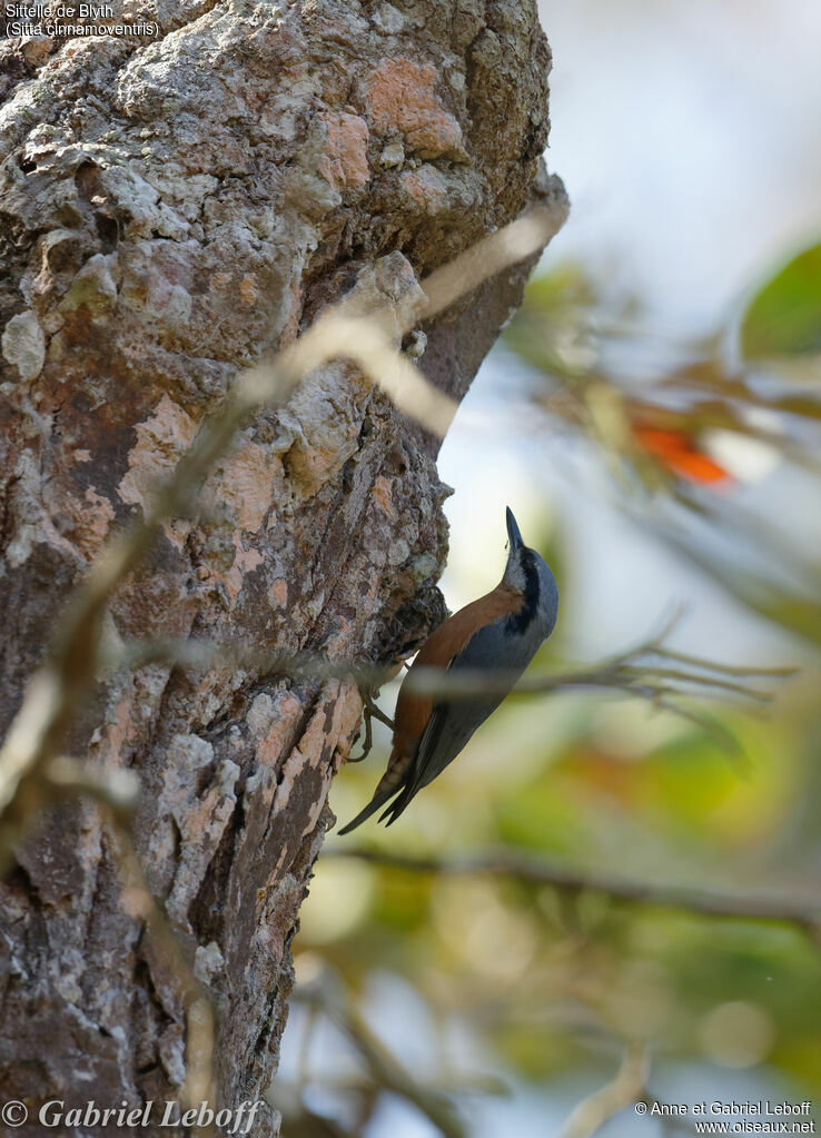 Chestnut-bellied Nuthatch