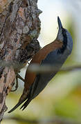 Chestnut-bellied Nuthatch