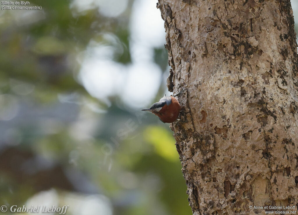 Chestnut-bellied Nuthatch