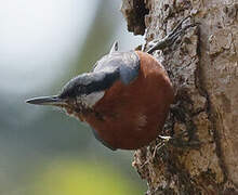 Chestnut-bellied Nuthatch