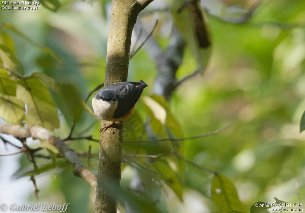 White-tailed Nuthatch