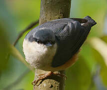 White-tailed Nuthatch