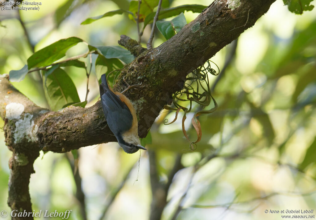 White-tailed Nuthatch