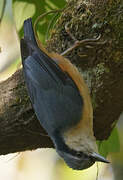 White-tailed Nuthatch