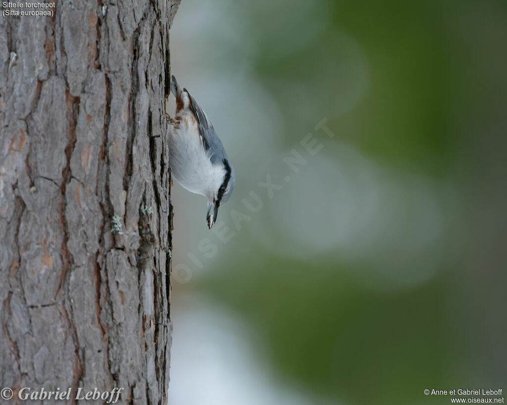 Eurasian Nuthatch