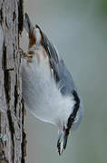 Eurasian Nuthatch