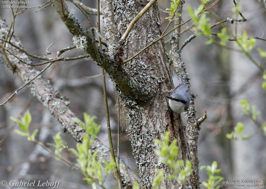 Eurasian Nuthatch