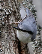 Eurasian Nuthatch