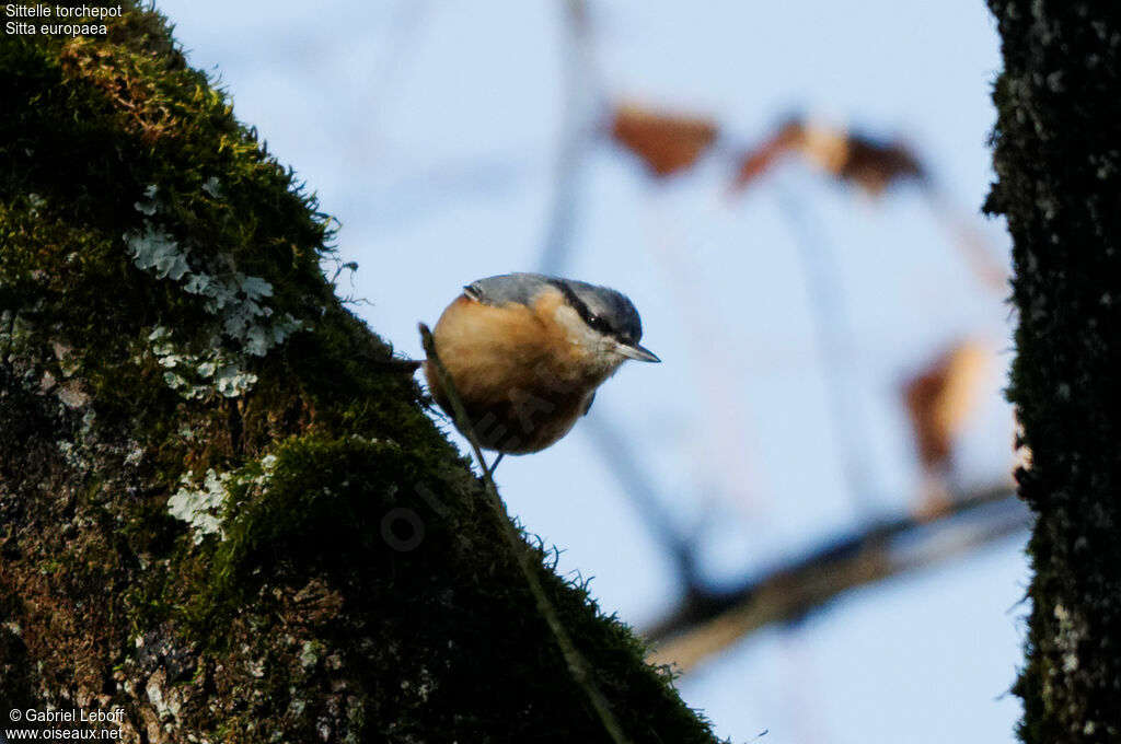 Eurasian Nuthatch