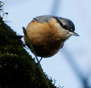 Eurasian Nuthatch