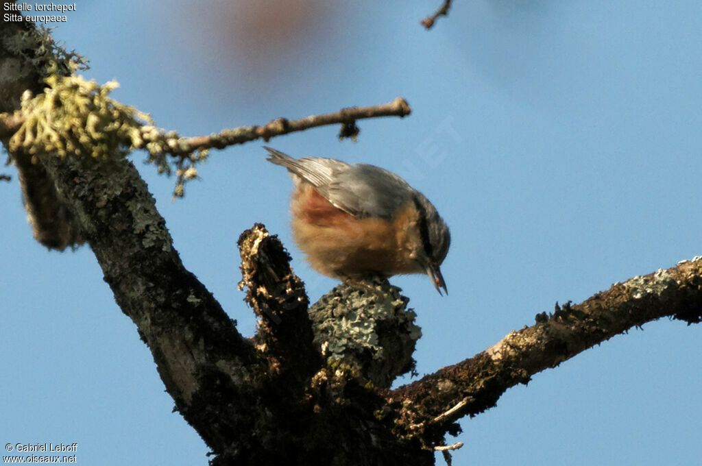 Eurasian Nuthatch