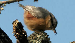 Eurasian Nuthatch