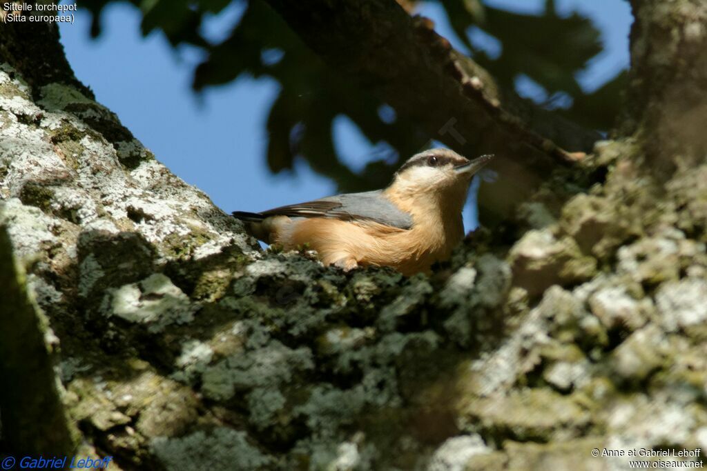 Eurasian Nuthatch