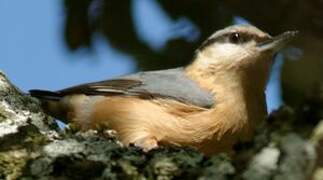 Eurasian Nuthatch