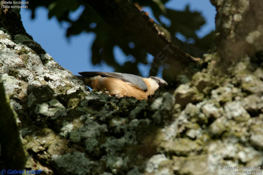 Eurasian Nuthatch