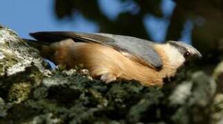 Eurasian Nuthatch