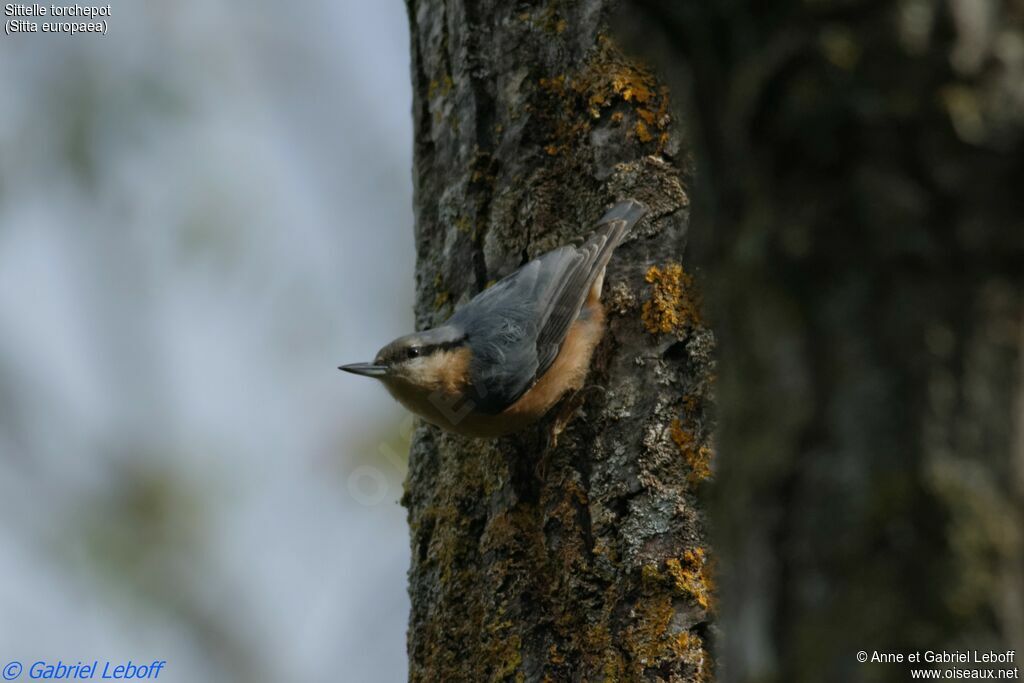 Eurasian Nuthatch