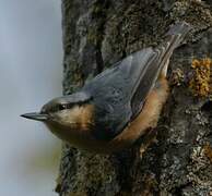 Eurasian Nuthatch