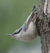 Eurasian Nuthatch